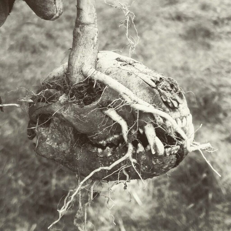 294e1e844d9d9a8baaa9662b787a46cc